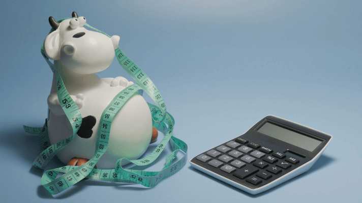Toy cow with measuring tape around it next to a calculator